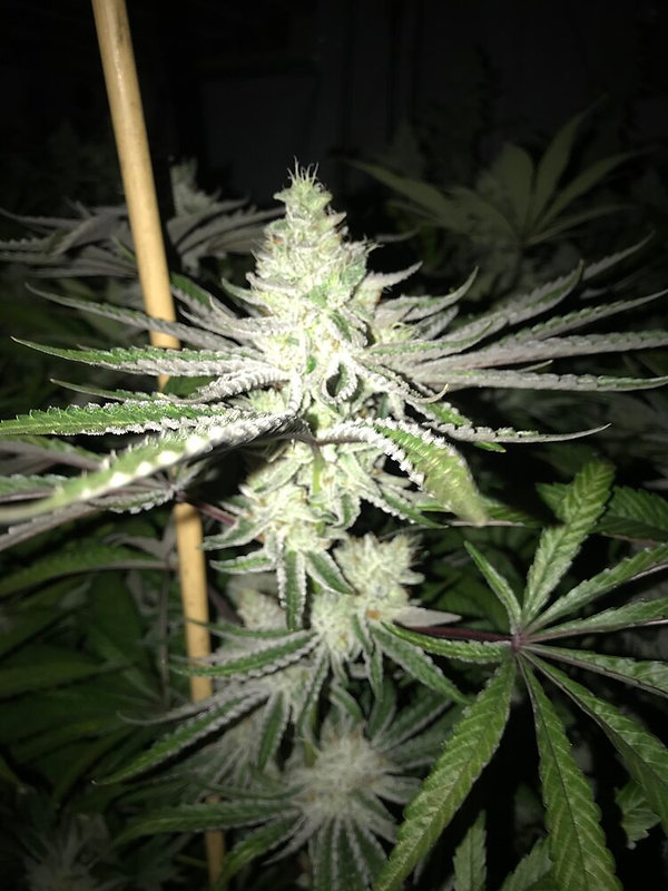 Hybrids Of Indica, Sativa, Hybrids Plants, Flower, Distillates, Apothicaire Du Maine, Maine, USA.,