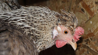 Cream Legbar Chicken