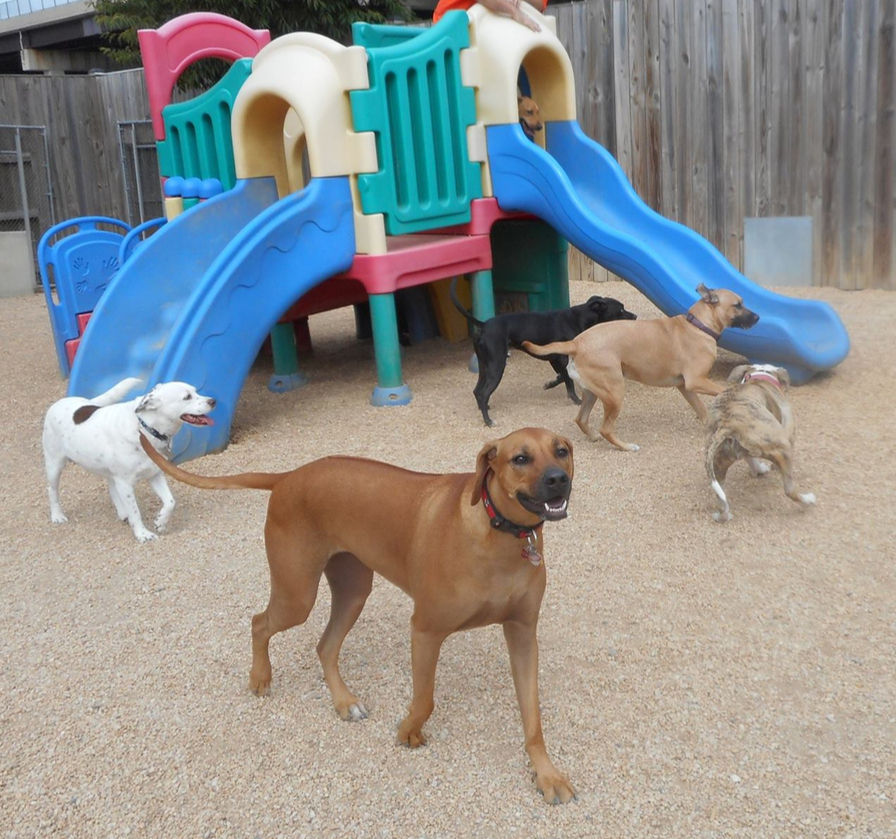 Why Doggie Daycare Beats Dog Walkers