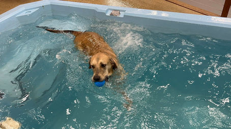 Dive Into Summer with Pool Pawtys at Downtown Dog Resort