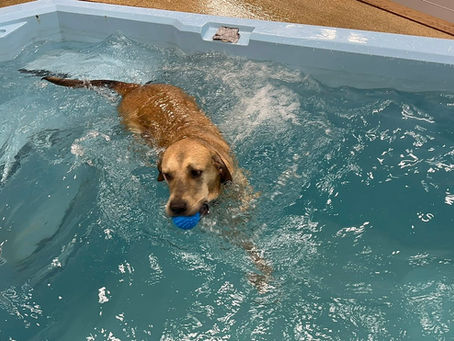 Dive Into Summer with Pool Pawtys at Downtown Dog Resort