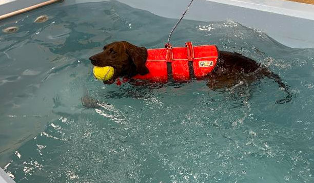 Brown dog in a red life vest swims in a pool with a yellow tennis ball in its mouth.