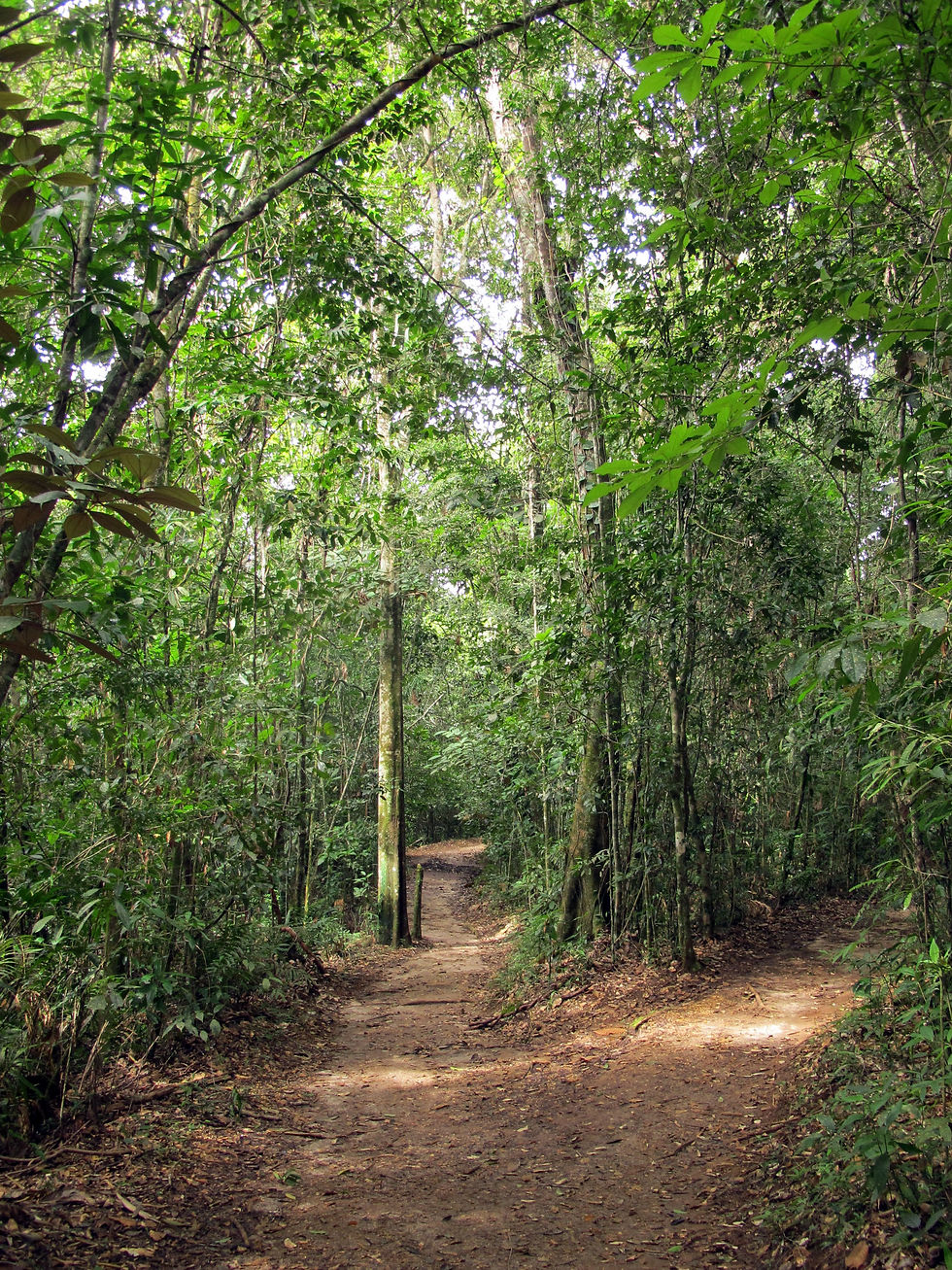 El sendero P.N. Laguna Lachuá