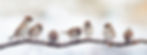 dreamstime_xl_82292510 swallows on branch 40.jpg