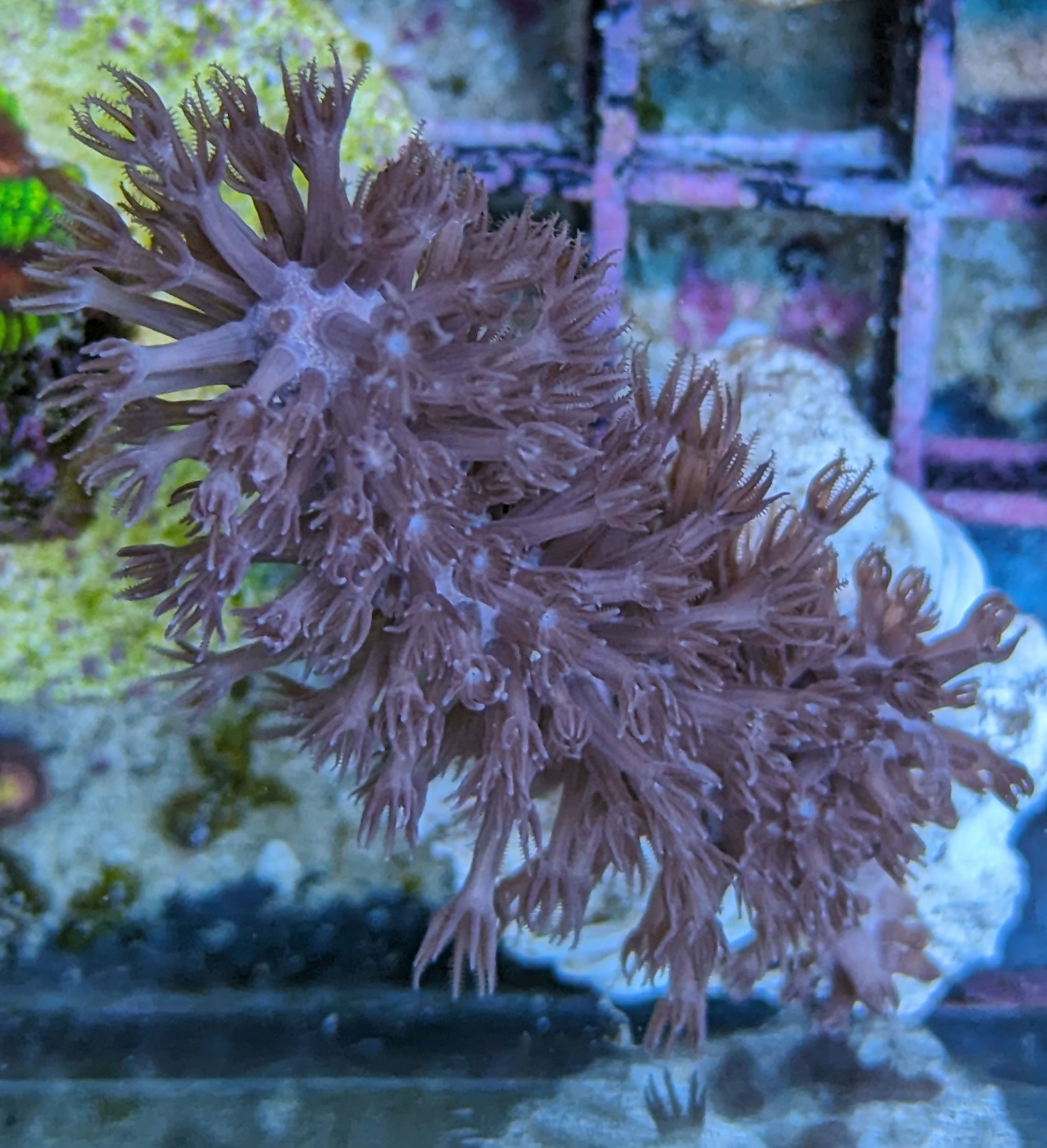 Slit Pore Gorgonian