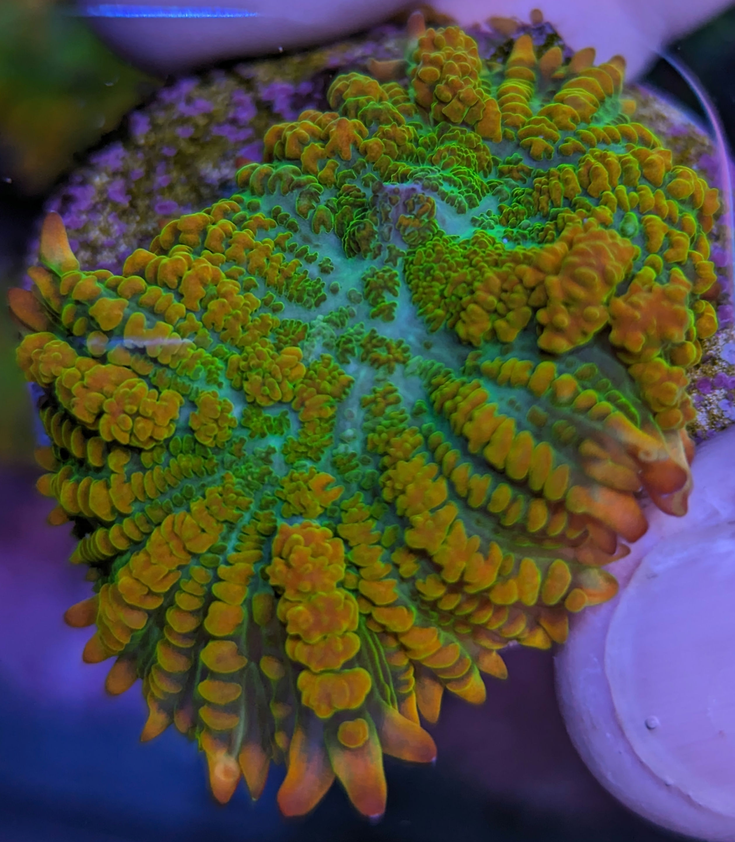 Citrus Rhodactis Mushroom