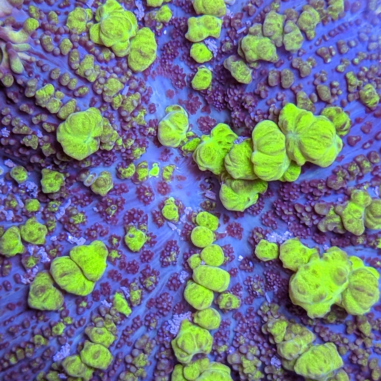 Bert's Reef Aquacultured Coral Supplier Guelph, ON