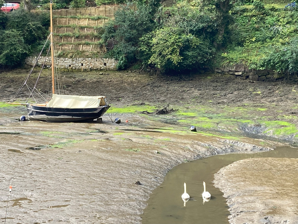 two swans swimming up port navas creek on the helford river near falmouth