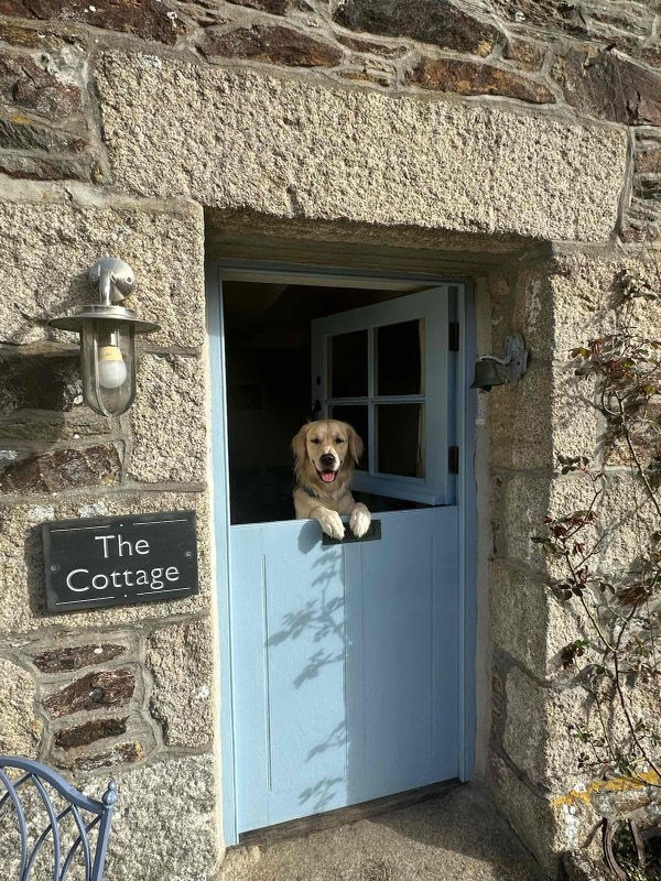 golden retriever looking over a stable door at a cottage in port navas on the helford river