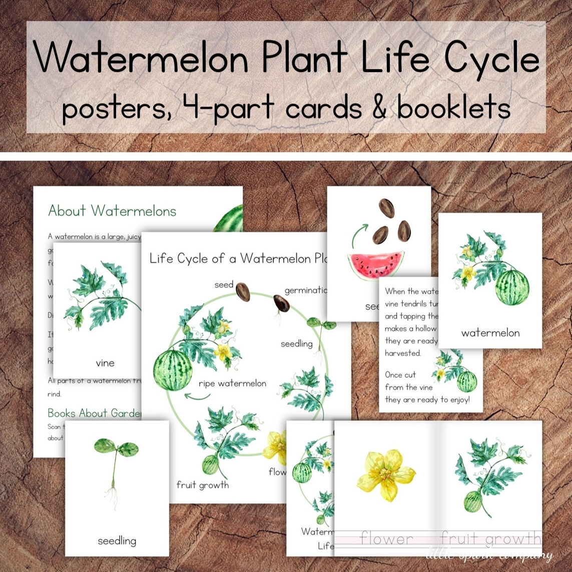 Watermelon Plant Life Cycle Pack