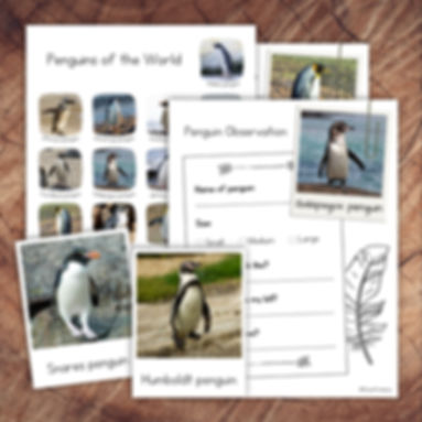 Penguins Pack