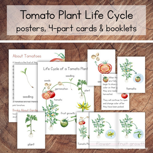 Tomato Plant Life Cycle Pack Little Spark Company tomato-plant-life-cycle-pack-little-spark-company