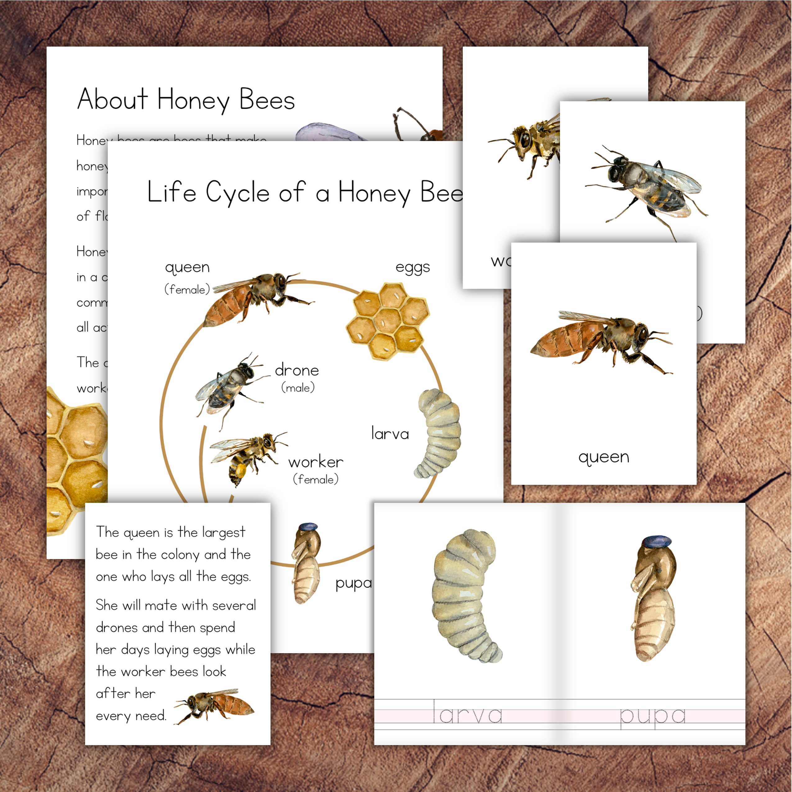 Honey Bee Life Cycle Pack