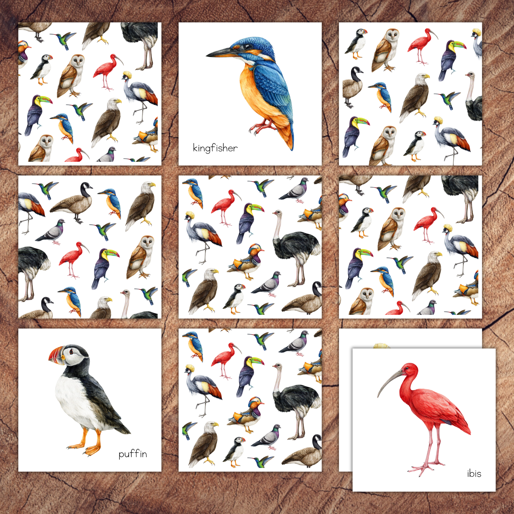 Birds Memory and Matching