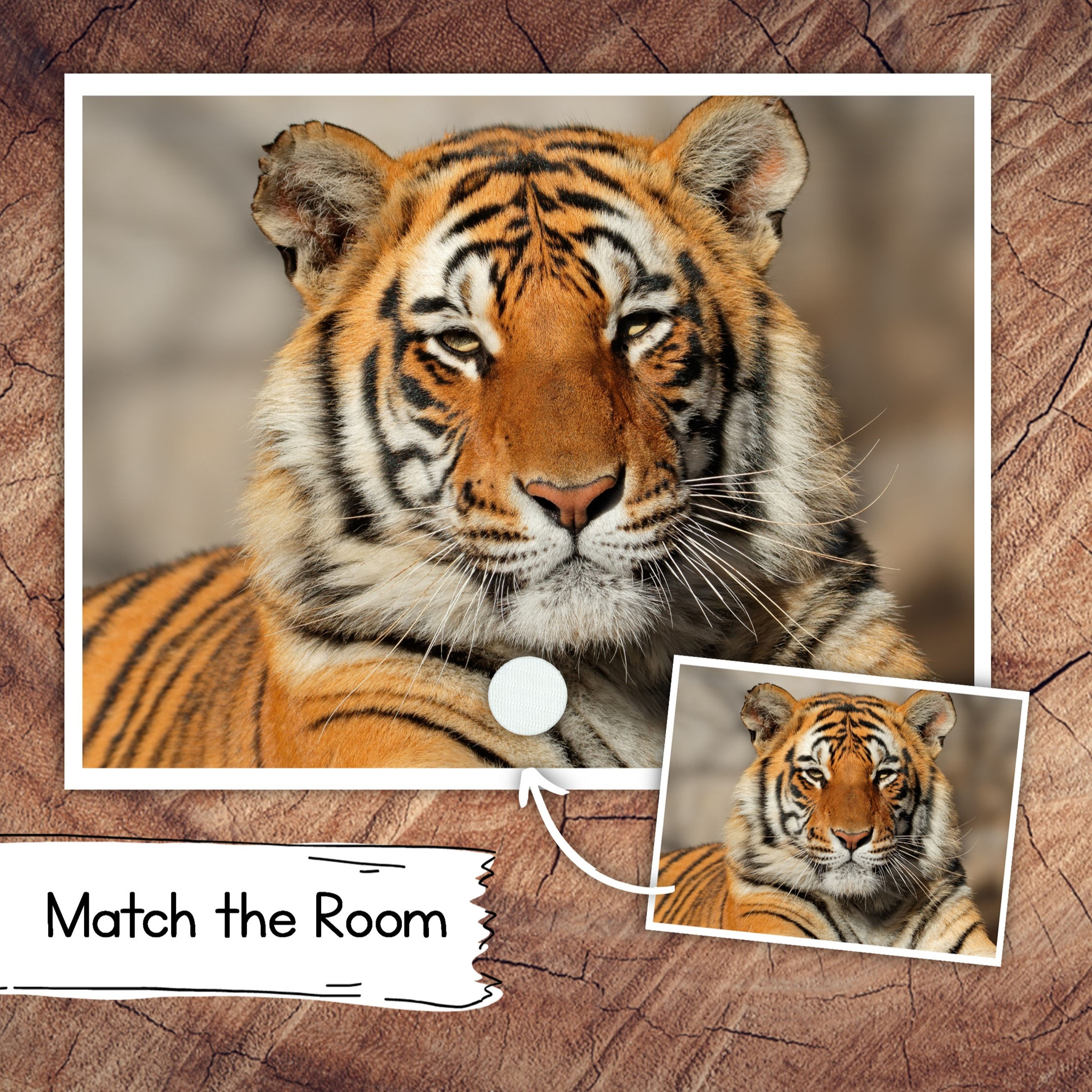Match the Room Tt is for Tiger