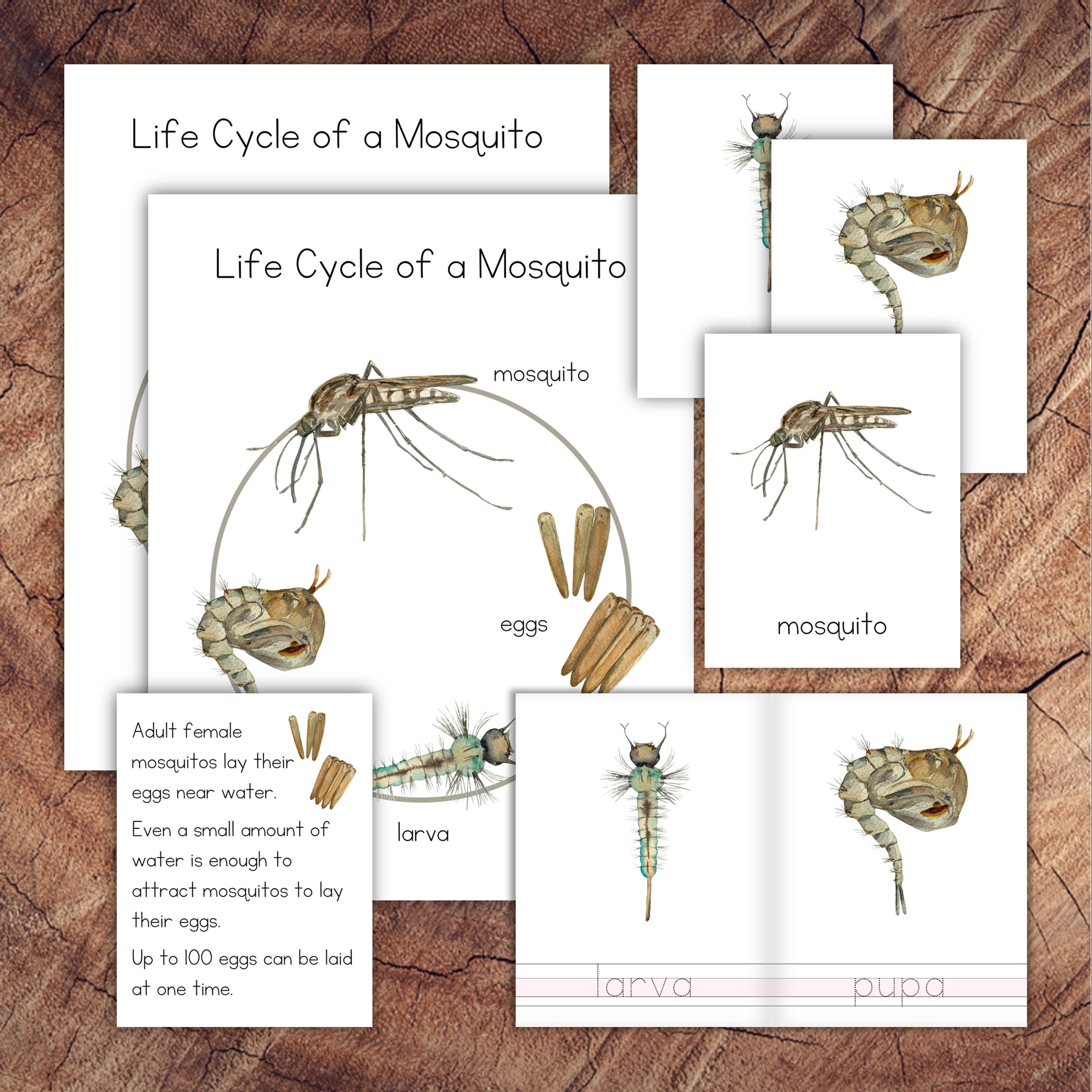 Preview of printable mosquito life cycle pack with poster, 4-part cards and life cycle booklet