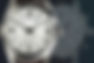 AdobeStock_72578076.jpeg