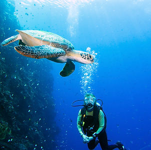 Tortue verte et plongeur - Bunaken, Sulawesi, Indonésie