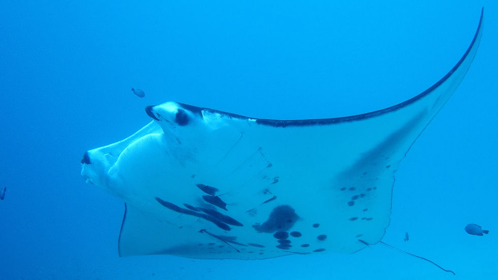 Raie Manta