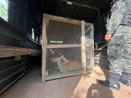 Golpe al Cautiverio Ilegal Ejército Rescata Especies Protegidas en Azacualpa