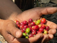 Honduras celebra ingresos históricos en divisas por café