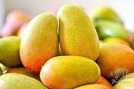 🥭 It's Mango Season in Jamaica! A Delicious Celebration of Flavor, Culture & Creativity