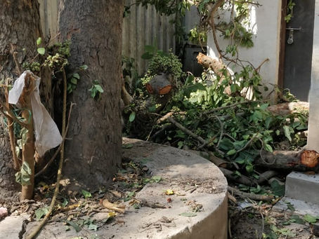 पुणे शहराची वृक्षसंपदा धोक्यात