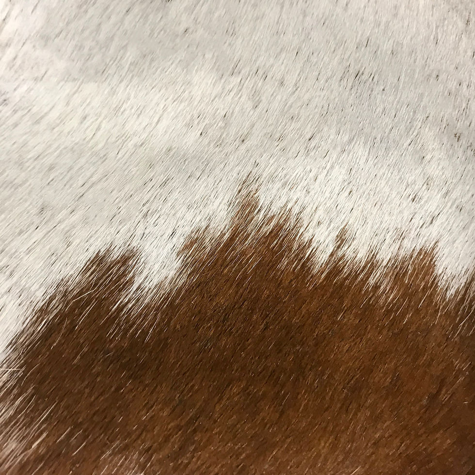 Thumbnail: Brown with White Cowhide Various Sizes - Starting at $189