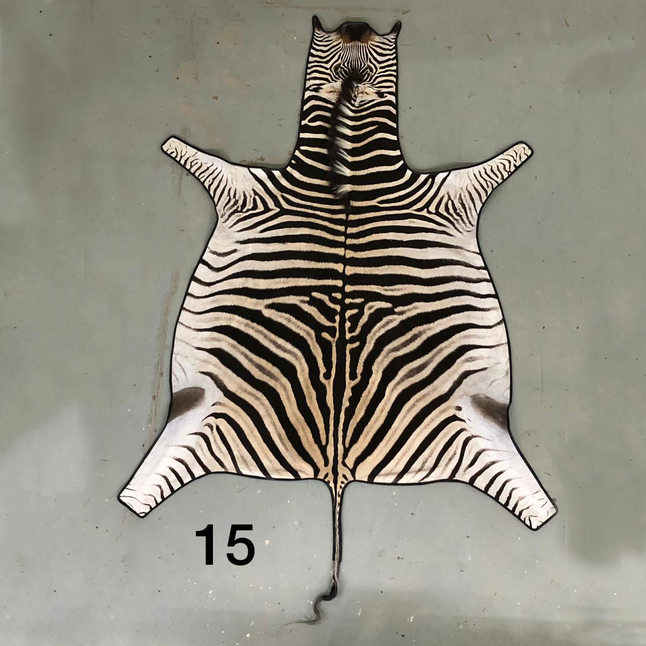 South African Zebra Hide 15