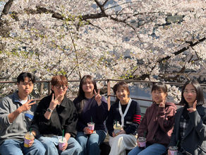 Cherry Blossoms Around Campus