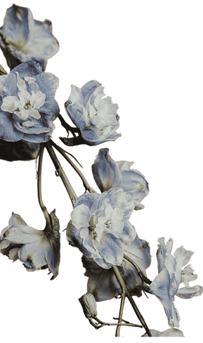 lavender flower_edited_edited.png