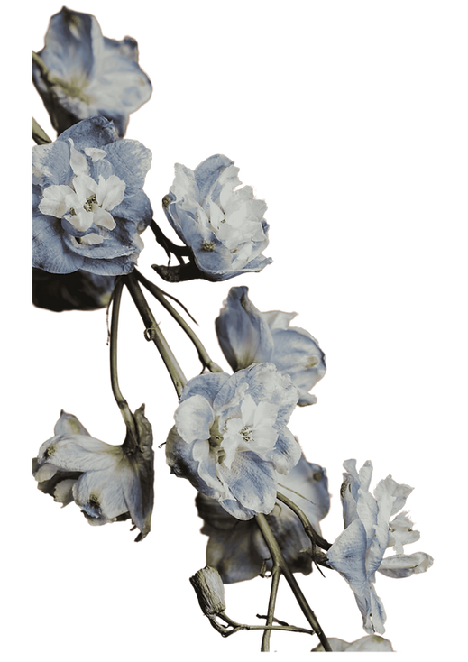 lavender flower_edited_edited.png