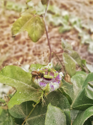 Día mundial de las abejas, su importancia en el ambiente y en la cultura maya.