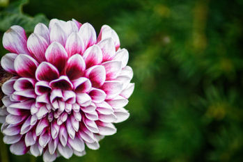 DSC_0111-01.jpeg
