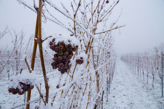 Canadian IceWine
