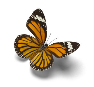 "Loving your Local Pollinators"