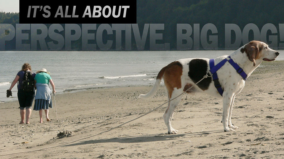 It's All About Perspective, Big Dog!