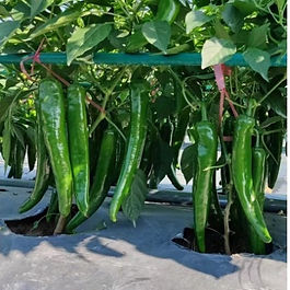 Mid-early mature, growing vigorously, fruits continuously setting ability is strong, high yield. , Fruit is green color, fruit length is 22-25cm, and diameter is 3.0-4.0 cm, flesh thickness is 0.4cm, single fruit weights about 60g. High temperature and moisture resistance,