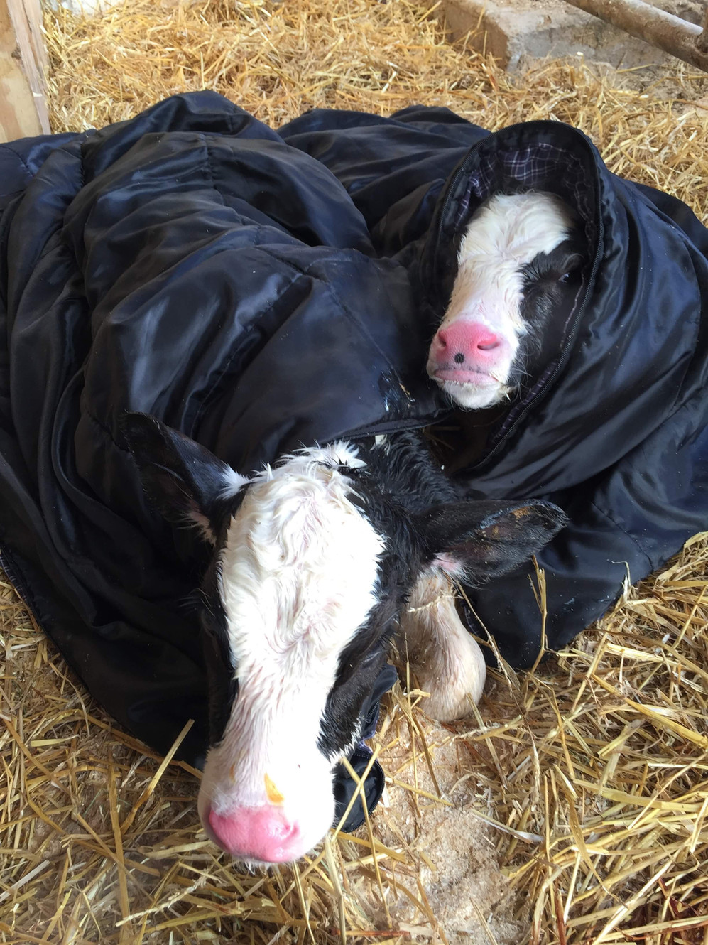 Caring for Cows in Cold Weather