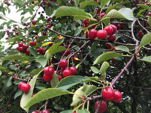 Seaquist Orchard-planted in family tradition