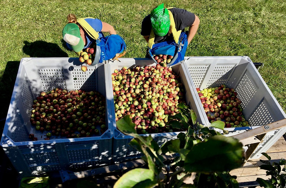 Photo Credit: Brix Cider
