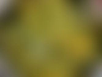 青みかん酵素シロップ♪　from長崎