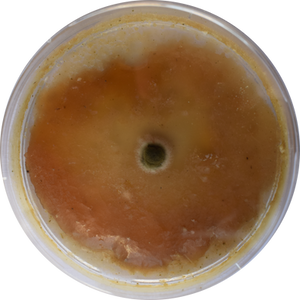 Hippos, Petri dishes and textile art with pH indicators, 2023
