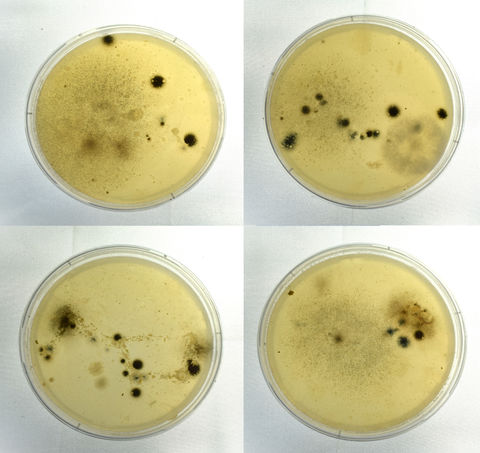 Ursa major, Petri Dishes, Varying Sizes 2024