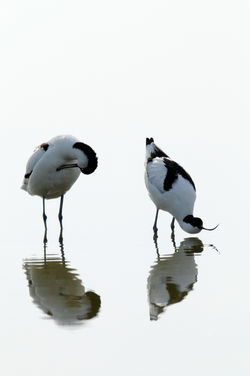 Avocetta
