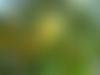 Olio Essenziale di Pompelmo Bianco: Profili Emotivi e Meccanismi Scientifici