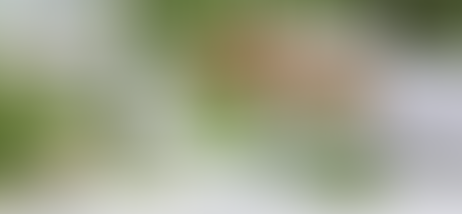 "La qualità degli oli essenziali: l'importanza di conoscere le piante e i fattori influenti"