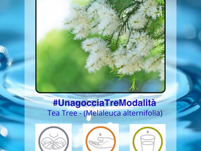 Olio Essenziale di Melaleuca (Melaleuca alternifolia)