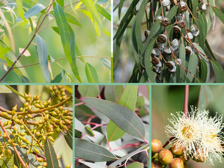 Benefici delle Miscele di Oli Essenziali di Piante della Stessa Famiglia.