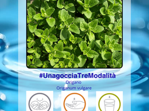 Origano